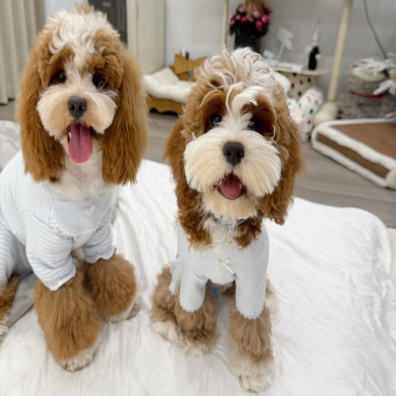 可卡布（Cockapoo）